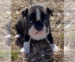 Boston Terrier Puppy for sale in CRKD RVR RNCH, OR, USA
