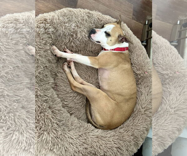 Medium Photo #3 Chihuahua-Unknown Mix Puppy For Sale in Doylestown, PA, USA