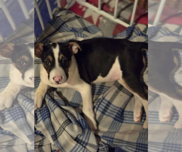 Medium Photo #2 Mutt Puppy For Sale in Poplar Bluff, MO, USA