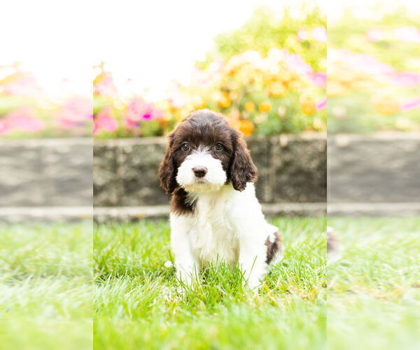 Medium Photo #9 Springerdoodle Puppy For Sale in NAPPANEE, IN, USA
