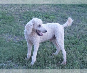 Mother of the Goldendoodle puppies born on 09/17/2022