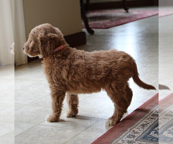 Medium Photo #2 Goldendoodle-Poodle (Standard) Mix Puppy For Sale in LEOLA, PA, USA