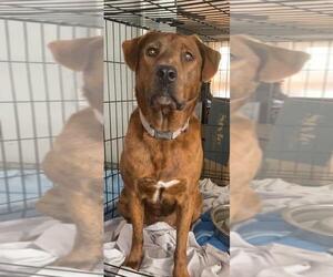 Mutt Dogs for adoption in Holly Springs, NC, USA