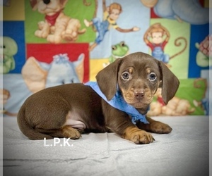 Dachshund Puppy for sale in WINNSBORO, LA, USA