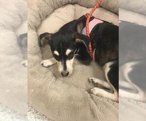 Siberian Husky-Unknown Mix Dogs for adoption in Conroe, TX, USA