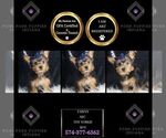 Puppy Fabian akc Yorkshire Terrier