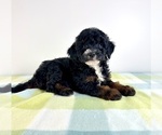 Image preview for Ad Listing. Nickname: Jessie