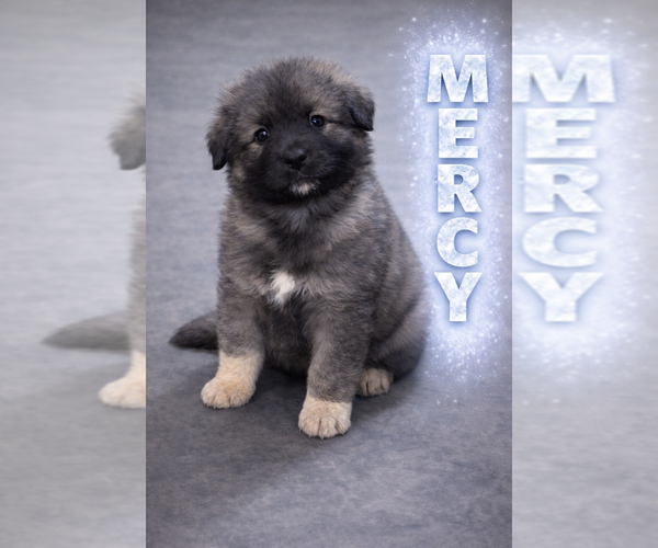 Medium Photo #1 Caucasian Shepherd Dog Puppy For Sale in AKELEY, MN, USA