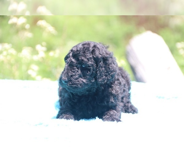 Medium Photo #19 Poodle (Standard) Puppy For Sale in UNION CITY, TN, USA