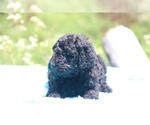 Small Photo #19 Poodle (Standard) Puppy For Sale in UNION CITY, TN, USA