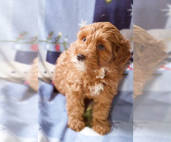 Medium Photo #16 Goldendoodle (Miniature) Puppy For Sale in MILWAUKEE, WI, USA