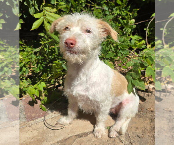 Medium Photo #1 Mutt Puppy For Sale in Albuquerque, NM, USA