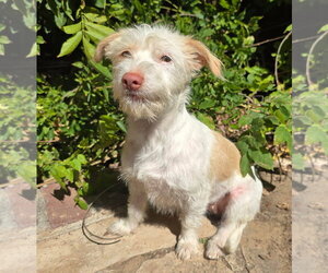 Mutt Dogs for adoption in Albuquerque, NM, USA