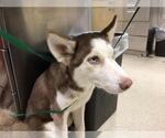 Small Siberian Husky
