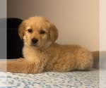 Small Photo #1 Golden Retriever Puppy For Sale in FRANKLIN, IN, USA