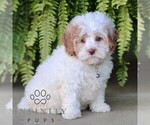 Small #2 Shih-Poo