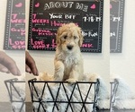 Puppy Puppy 6 Goldendoodle
