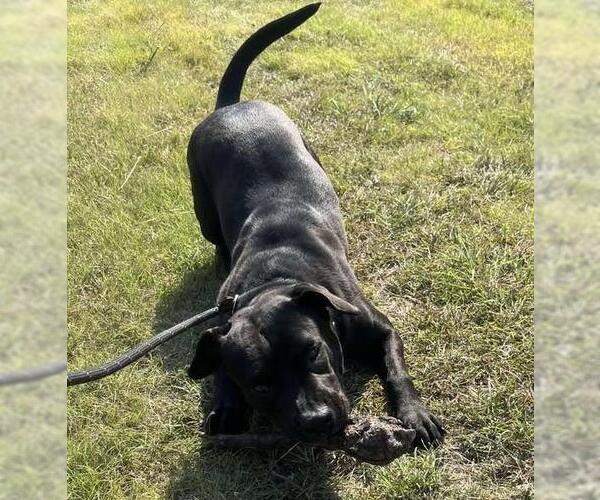 Medium Photo #10 American Pit Bull Terrier-Labrador Retriever Mix Puppy For Sale in Rockwall, TX, USA
