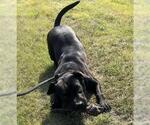 Small #9 American Pit Bull Terrier-Labrador Retriever Mix