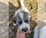 Small Photo #2 Great Pyrenees Puppy For Sale in ROCKWELL, NC, USA