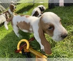 Small Photo #2 Basset Hound Puppy For Sale in TOLLAND, CT, USA