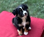 Puppy Aspen Miniature Australian Shepherd