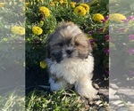 Small #1 Shih Tzu