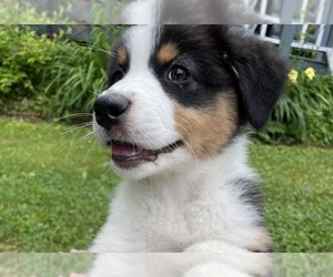 Australian Shepherd Puppy for sale in SARANAC LAKE, NY, USA