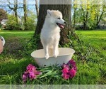 Small Photo #8 American Eskimo Dog-Pomsky Mix Puppy For Sale in NILES, OH, USA