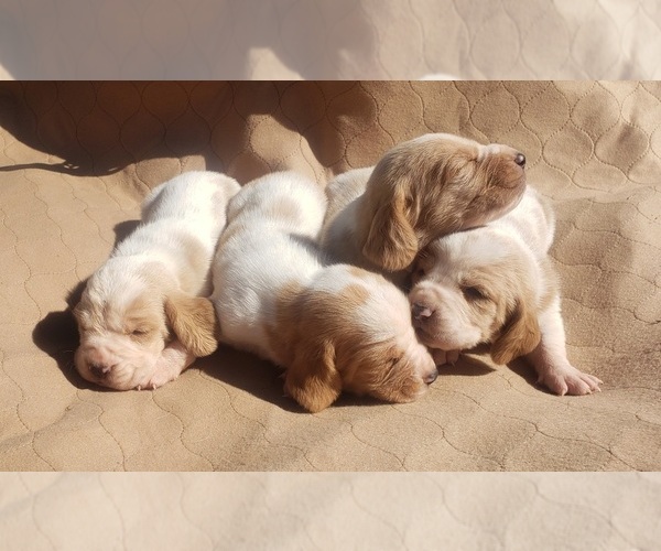 Medium Photo #3 Basset Hound Puppy For Sale in MOUNTAIN GROVE, MO, USA
