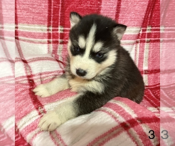 Medium Photo #3 Siberian Husky Puppy For Sale in DEARBORN, MO, USA