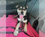 Small Photo #4 Rottweiler-Unknown Mix Puppy For Sale in Chula Vista, CA, USA