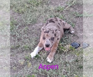 Bo-Dach Puppy for sale in TRIBUNE, KS, USA