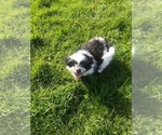 Small Photo #7 Shih Tzu Puppy For Sale in CORVALLIS, OR, USA