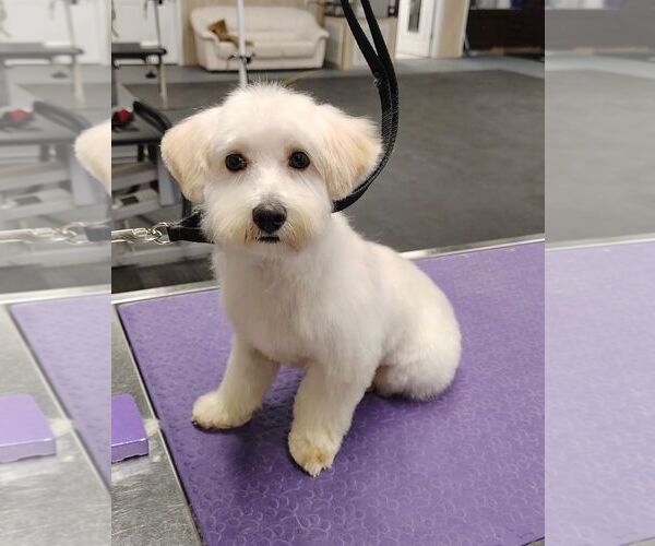 Medium Photo #2 Maltipoo (Toy) Puppy For Sale in White Bluff, TN, USA