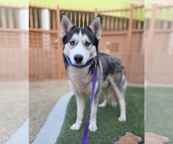 Medium Photo #2 Siberian Husky-Unknown Mix Puppy For Sale in Las Vegas, NV, USA