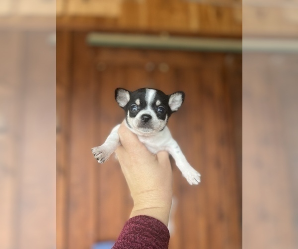 Medium Photo #5 Chipin Puppy For Sale in CENTRALIA, IL, USA