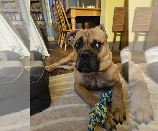 Medium Photo #4 Boxer Puppy For Sale in Dumont, NJ, USA