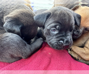 Cane Corso Puppy for sale in COMPTON, CA, USA