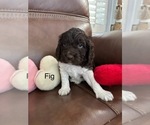 Puppy Fig Springerdoodle
