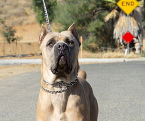 Father of the Cane Corso puppies born on 06/15/2026