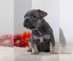 Small Photo #44 French Bulldog Puppy For Sale in GOSHEN, IN, USA