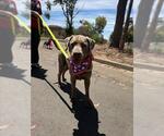 Small Labrador Retriever