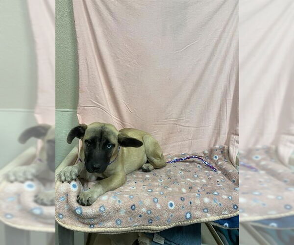 Medium Photo #1 German Shepherd Dog Puppy For Sale in Modesto, CA, USA