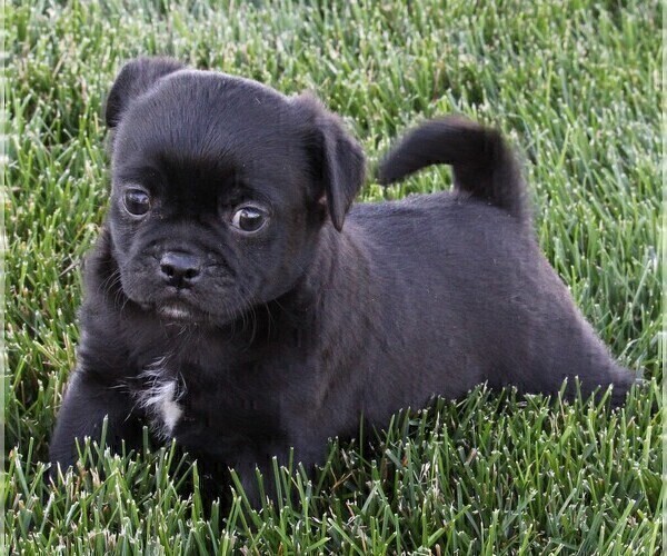 Medium Photo #3 Pug Puppy For Sale in FREDERICKSBURG, OH, USA
