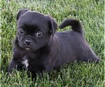 Small Photo #3 Pug Puppy For Sale in FREDERICKSBURG, OH, USA