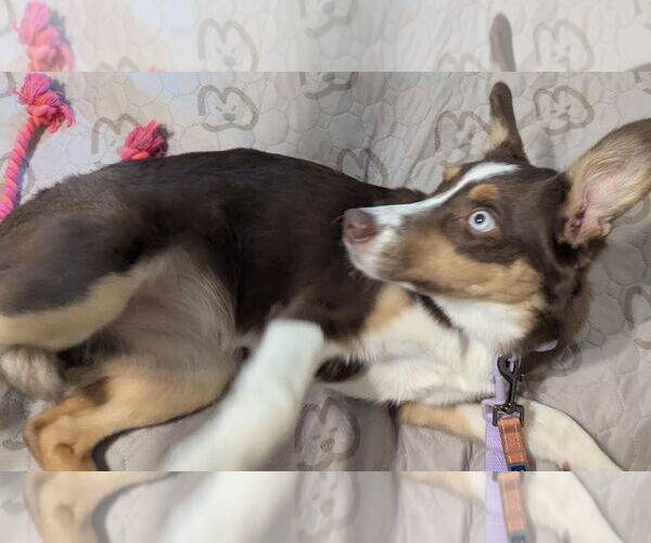 Medium Photo #14 Border-Aussie Puppy For Sale in Princeton, MN, USA