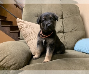 German Shepherd Dog Puppy for sale in FLORENCE, OR, USA