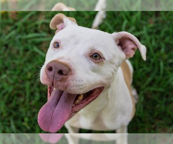 Medium Photo #1 American Pit Bull Terrier Puppy For Sale in Norfolk, VA, USA