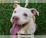 Small American Pit Bull Terrier